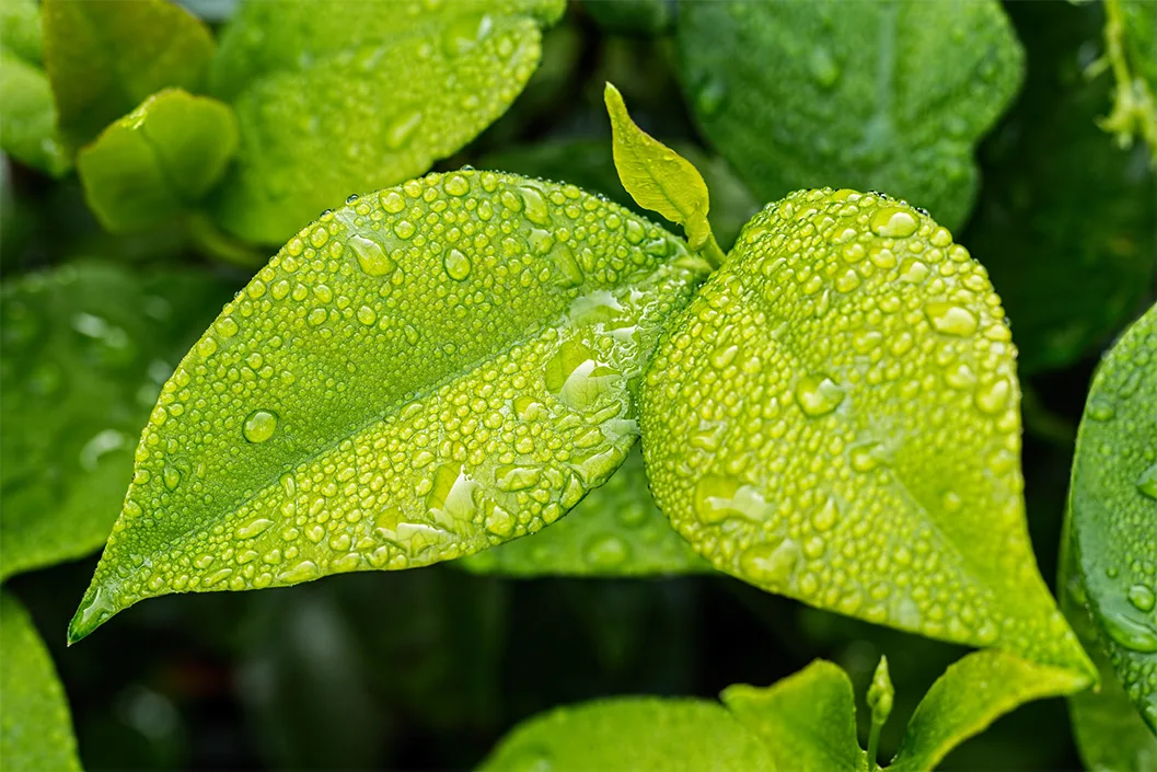 世界杯官网